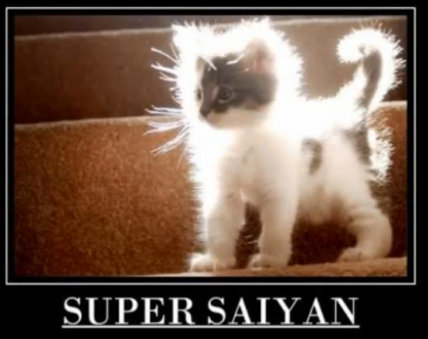 super_saiyan_cat_win_by_MARTiNblaZe.png