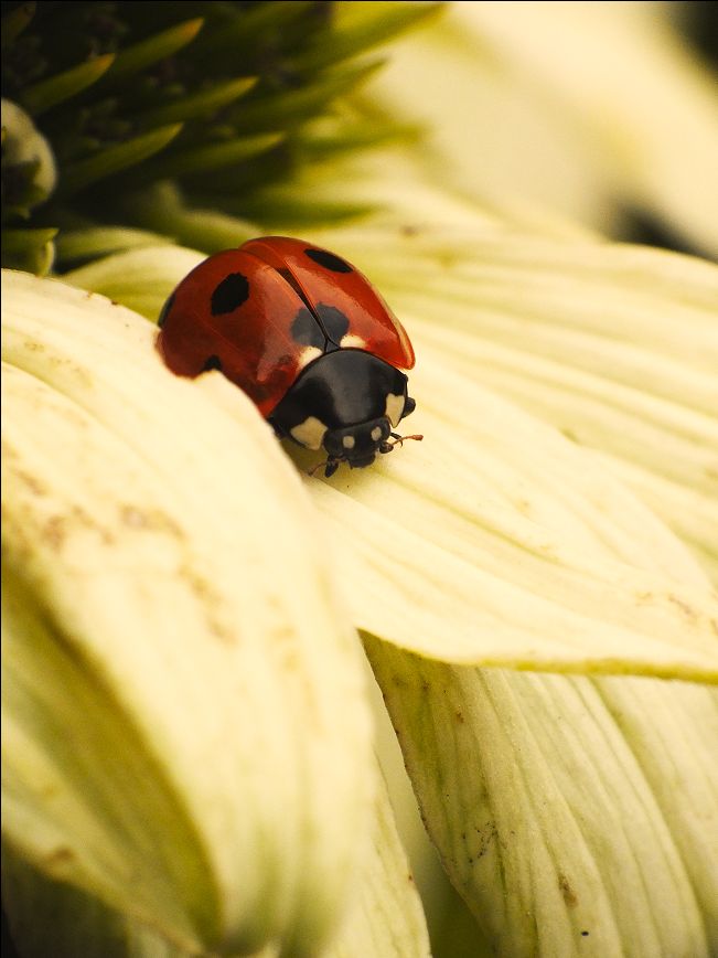 ladybug_with_little_open_wings_by_elvira1990-d46iu3c.jpg