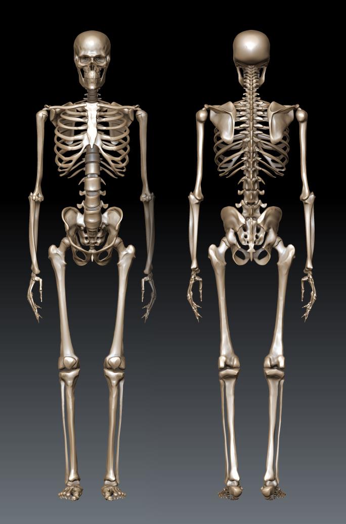 Human male skeleton by GVDigitalSculptor on DeviantArt