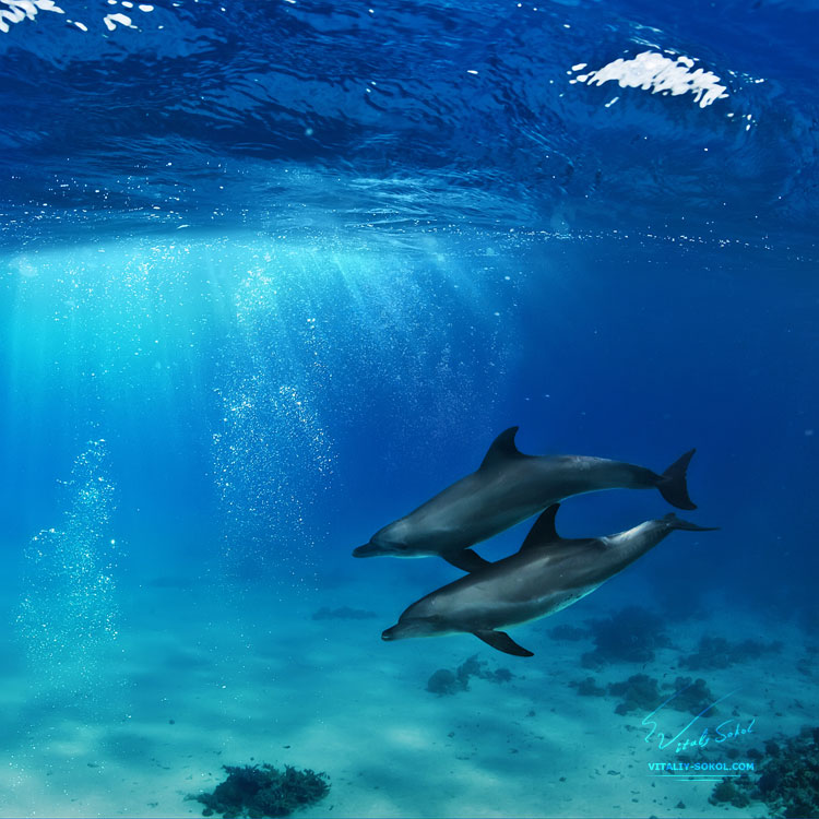 a_pair_of_dolphins_playing_in_sunrays_underwater_2_by_vitaly_sokol-d62mqm8.jpg