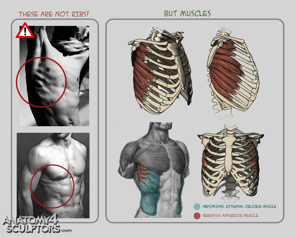 Anatomy for Sculptors 4 by anatomy4sculptors on DeviantArt
