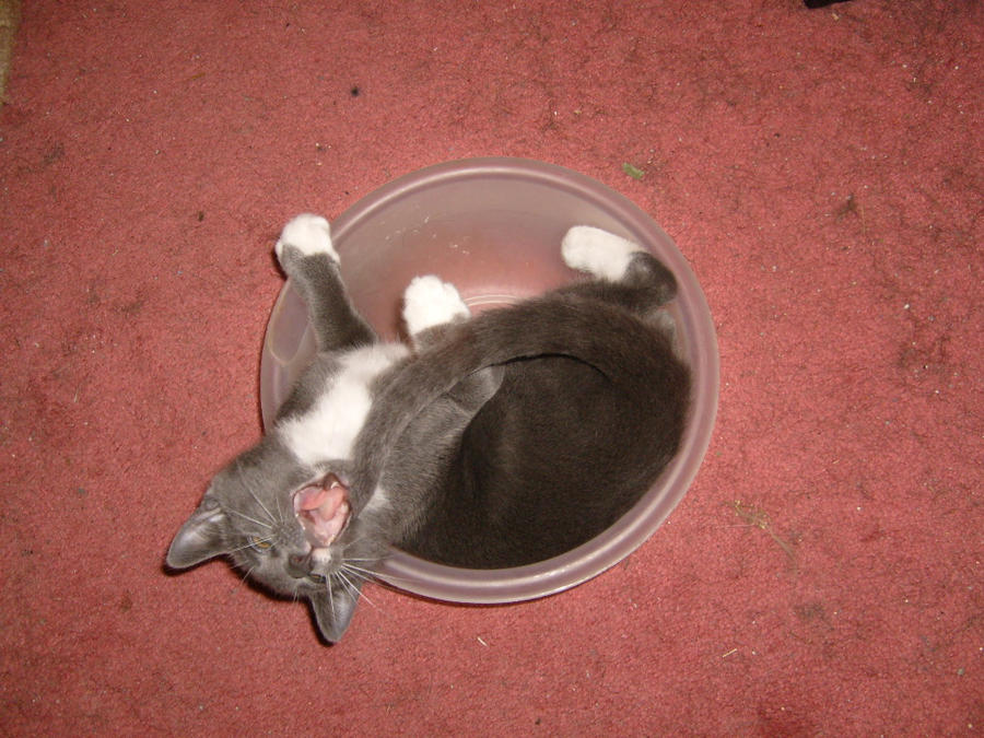 Kitten In A Bowl 2 by TaintedKayla on deviantART