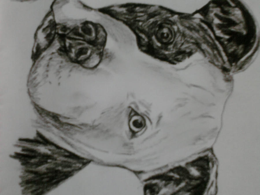 pitbull puppy portrait by ~sugarskull-tattoos on deviantART