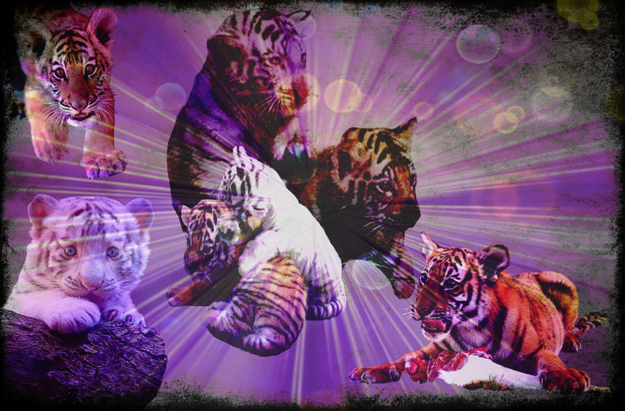tiger cubs wallpaper. tiger cubs wallpaper by