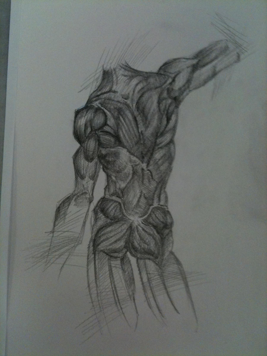 Human Anatomy Sketch 12 by Ronlau on DeviantArt