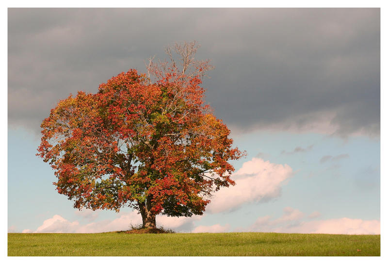 autumn_tree_by_dennischunga-d31b5s9.jpg
