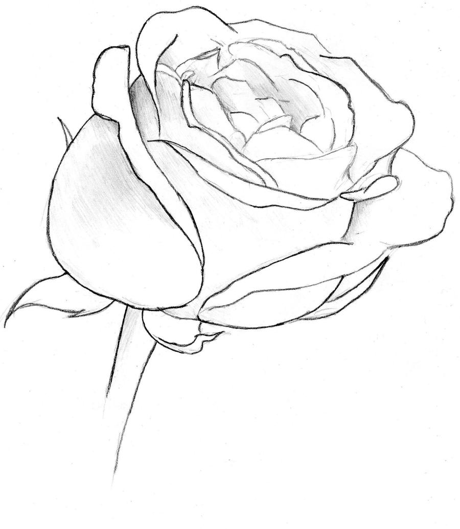 roses drawings with hearts