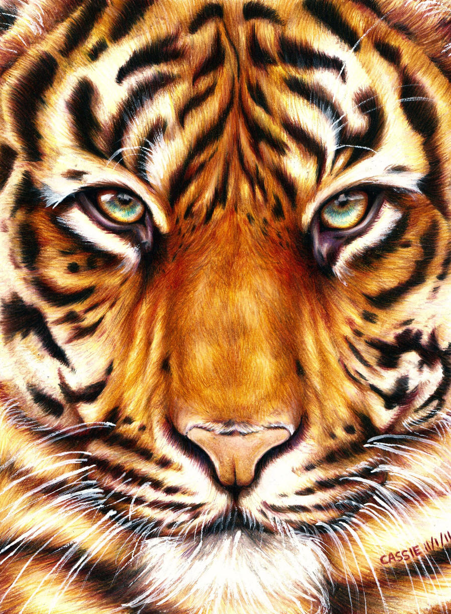 clip art eye of the tiger - photo #26