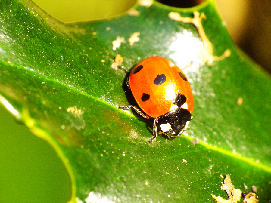 ladybug_5_by_elvira1990-d4b61mr.png