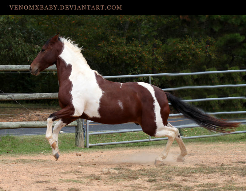 Tobiano Paint Gelding | Pretty horses, Beautiful horses 