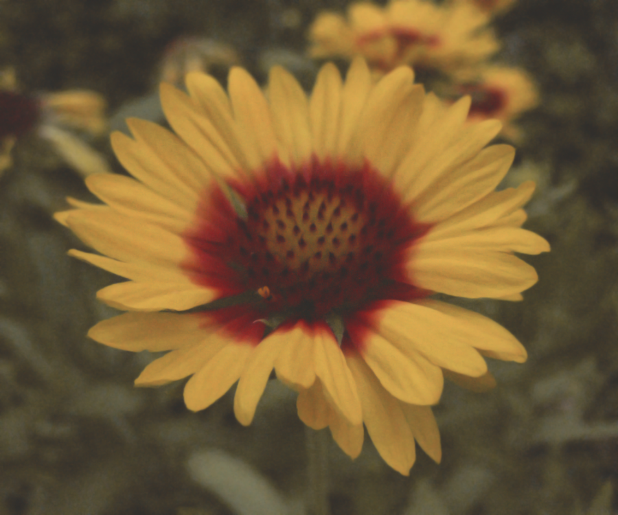 flower_6_by_sebiss-d53g5sn.png