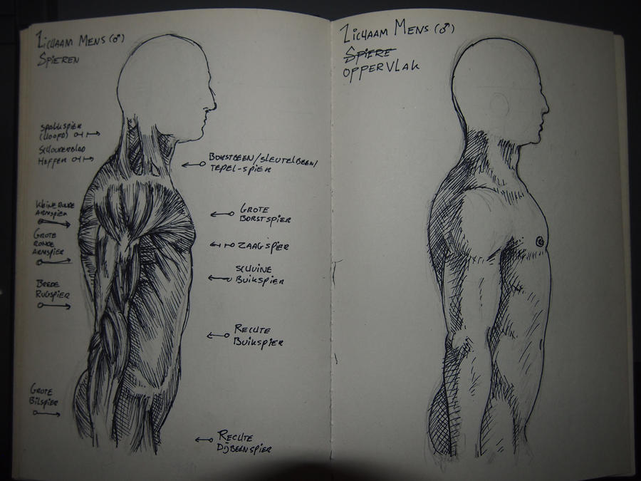 male_body_anatomy_by_sirpiteye-d56kked.jpg