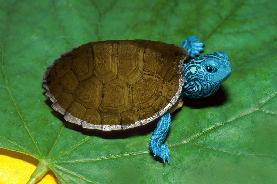 Real Squirtle 95