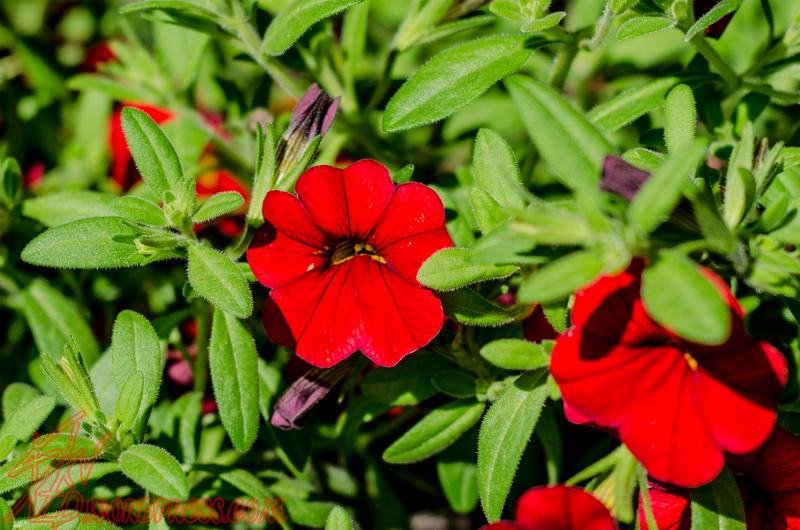 red_flowers_of_safeway_by_skv0ra-d60uhl1.jpg