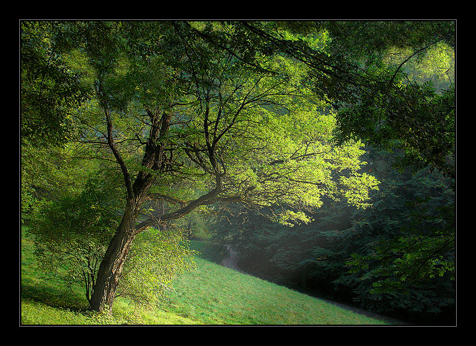 http://fc04.deviantart.net/fs8/i/2005/290/c/f/Light_in_the_forest_by_Hartmut_Lerch.jpg