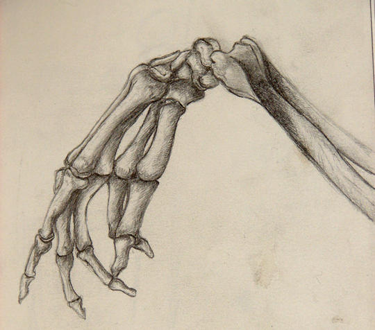 Skeleton Hand study by Deiphorm on DeviantArt