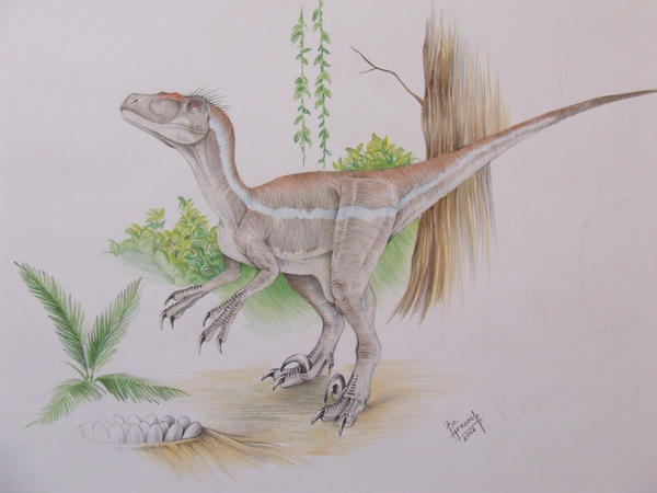 http://fc04.deviantart.net/fs17/i/2007/210/7/b/Velociraptor_sornaensis_by_T_PEKC.jpg
