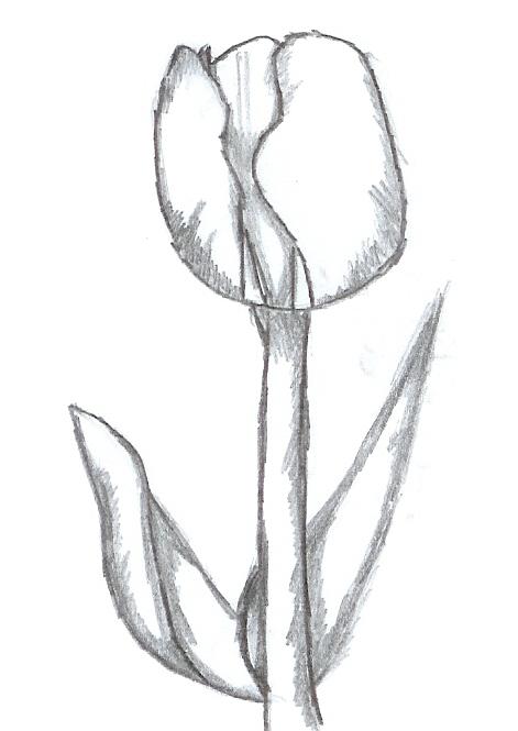 Tulip Drawing - Crusader by wolfstare5 on DeviantArt