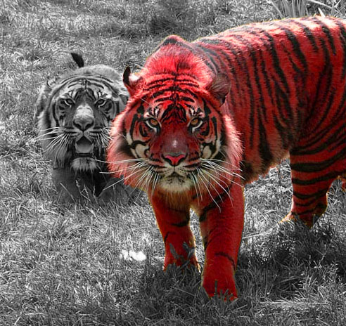 Red Tigers