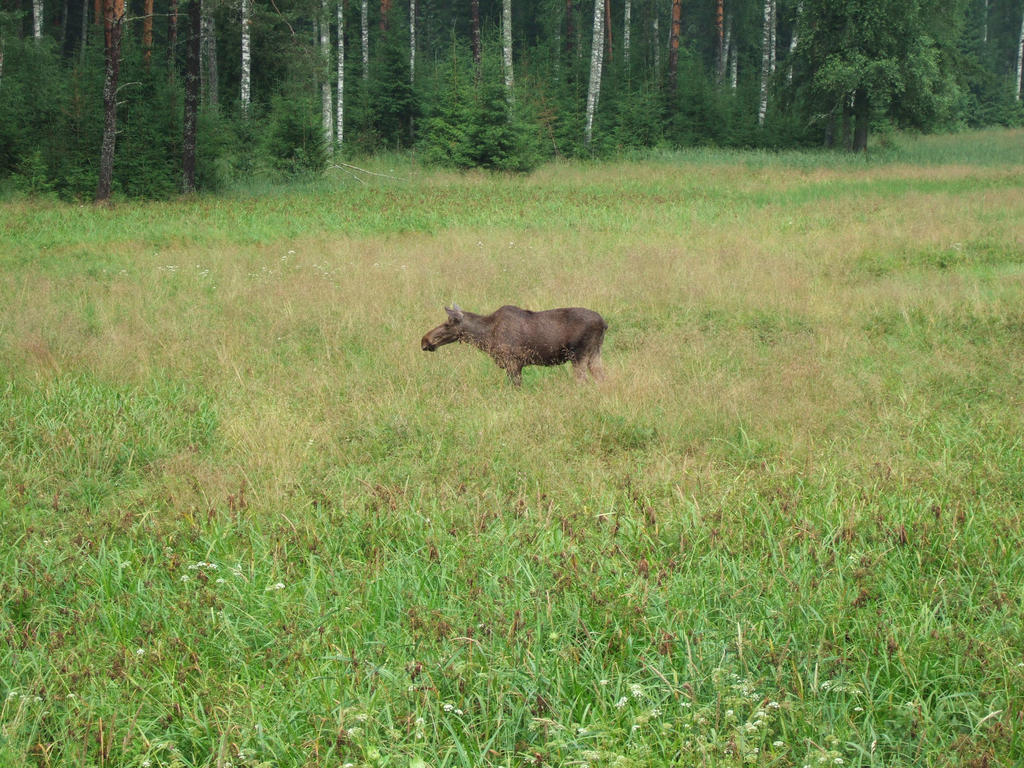 moose_again_by_arcticicewolf-d643opy.jpg