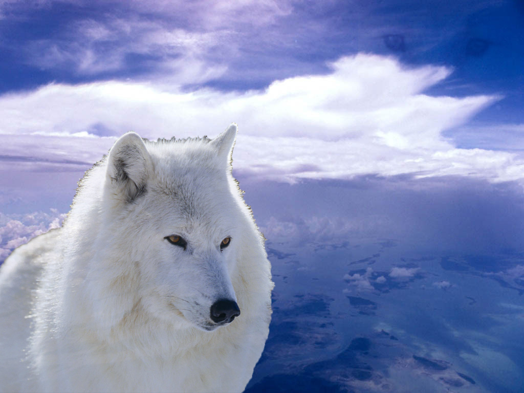 around: Arctic Wolf (by sparklers13)