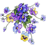 Pansies by KmyGraphic